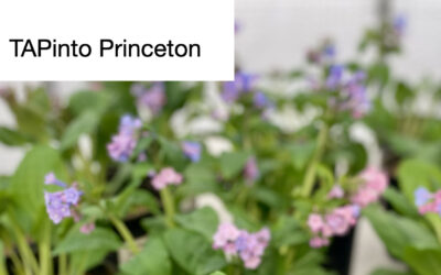 The Native Plant Rescue Mission