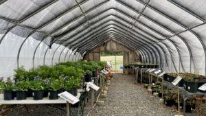 Potted plants rest on tables inside a greenhouse