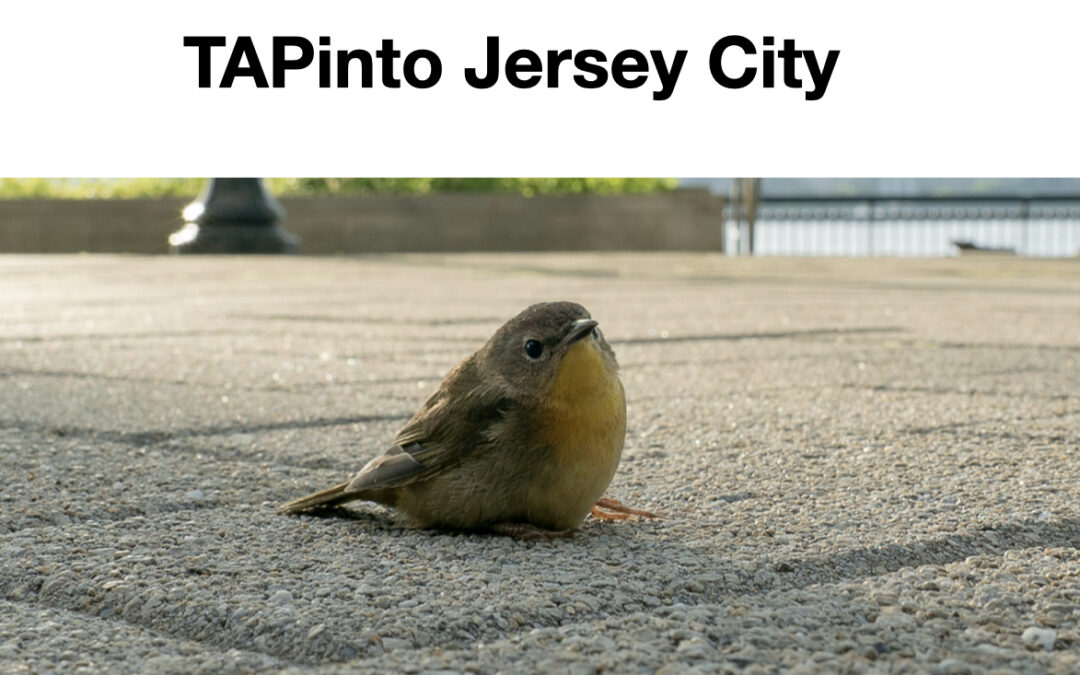 Collision Course: Jersey City Has A Bird Death Problem. But there are solutions…