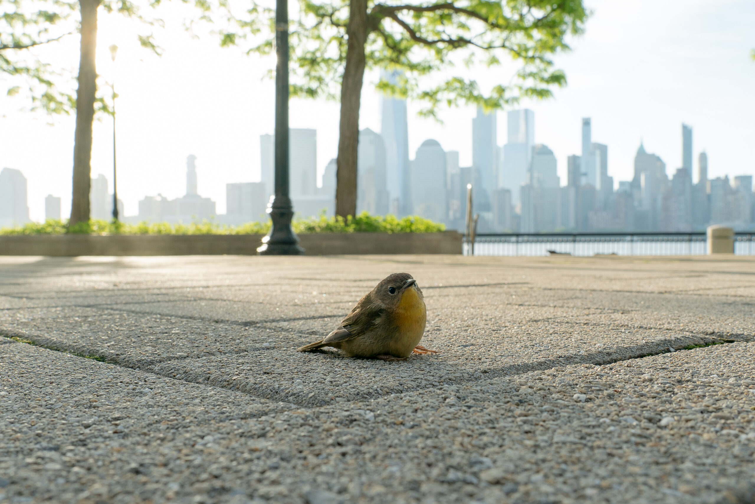 A small brown and yellow bird with wide open eyes rests on a sidewalk